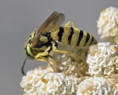 Philanthus multimaculatus
