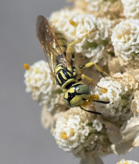 Philanthus multimaculatus