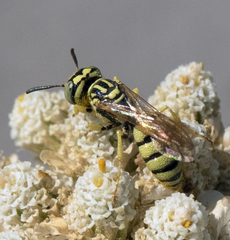 Philanthus multimaculatus