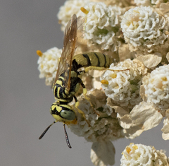 Philanthus multimaculatus