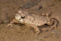 Bufotes boulengeri