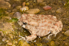 Bufotes boulengeri
