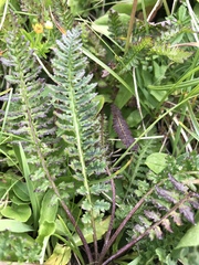 Pedicularis ascendens