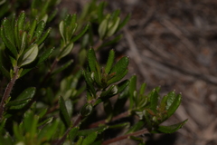 Hibbertia hypericoides