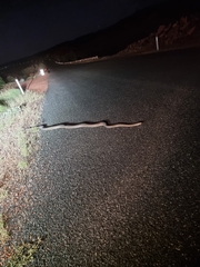 Liasis olivaceus barroni