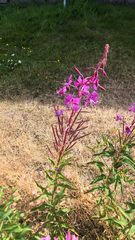 Chamaenerion angustifolium