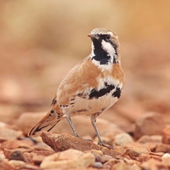 Cinnamon Quail-Thrush photo 4