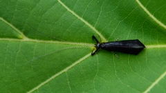 Mystacides sepulchralis
