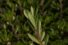 Hibbertia hypericoides