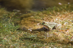 Pelophylax saharicus