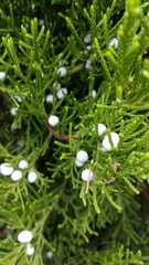 Juniperus virginiana