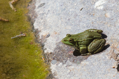 Pelophylax saharicus