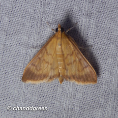 Crypsiptya coclesalis