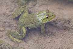 Pelophylax saharicus