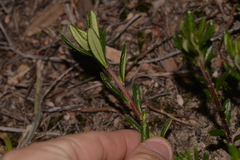 Hibbertia hypericoides
