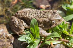 Sclerophrys mauritanica