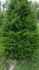 Juniperus virginiana