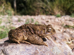 Sclerophrys mauritanica