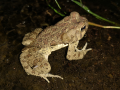 Sclerophrys mauritanica