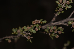Leptospermum oligandrum