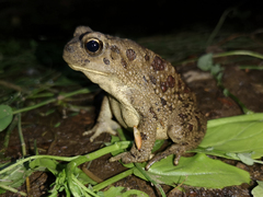 Sclerophrys mauritanica