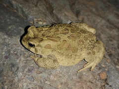 Sclerophrys mauritanica