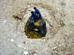Ophichthus altipennis