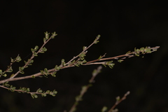 Leptospermum oligandrum