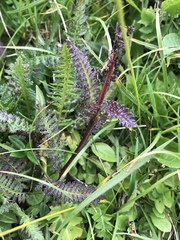 Pedicularis ascendens