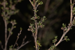 Leptospermum oligandrum