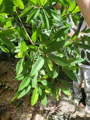 Sideroxylon wightianum