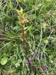 Pedicularis ascendens