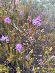 Stilbe ericoides
