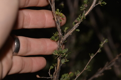 Leptospermum oligandrum