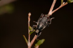 Catasarcus nephelodes