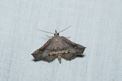 Throana pectinifer