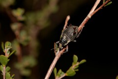 Catasarcus nephelodes