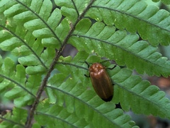 Abscondita