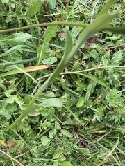 Traunsteinera globosa