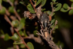 Catasarcus nephelodes