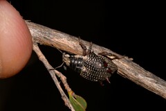 Catasarcus nephelodes