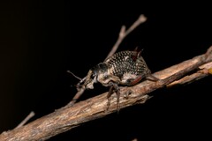 Catasarcus nephelodes