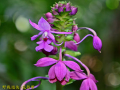 Calanthe dominyi
