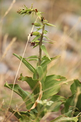 Epipactis helleborine tremolsii