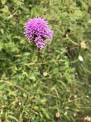 Traunsteinera globosa