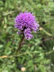 Traunsteinera globosa