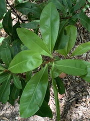 Magnoliopsida