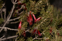 Melaleuca eriocarpa