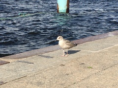 Larus