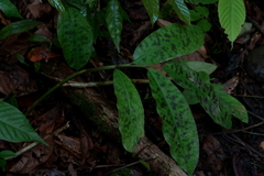 Etlingera brevilabrum